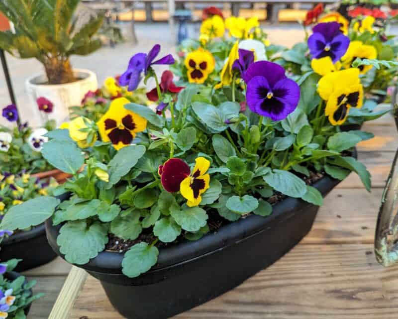 16" Pansy/Viola Ovals at Countryside Greenhouse