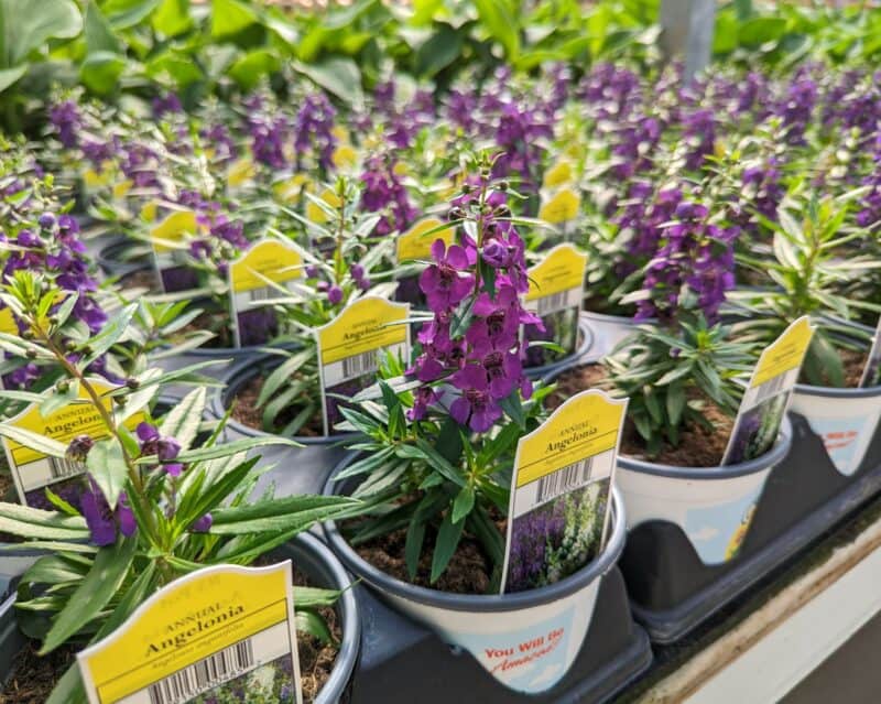 Small Potted Angelonia at Countryside Greenhouse
