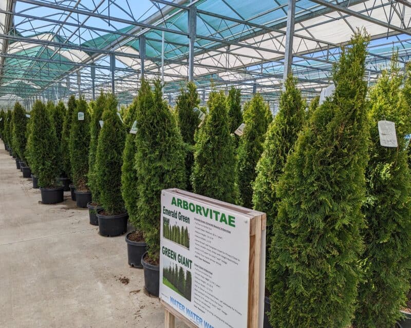 Emerald Green Arborvitae at Countryside Greenhouse