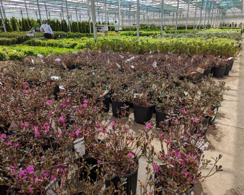 Azaleas and Assorted Nursery Items at Countryside Greenhouse