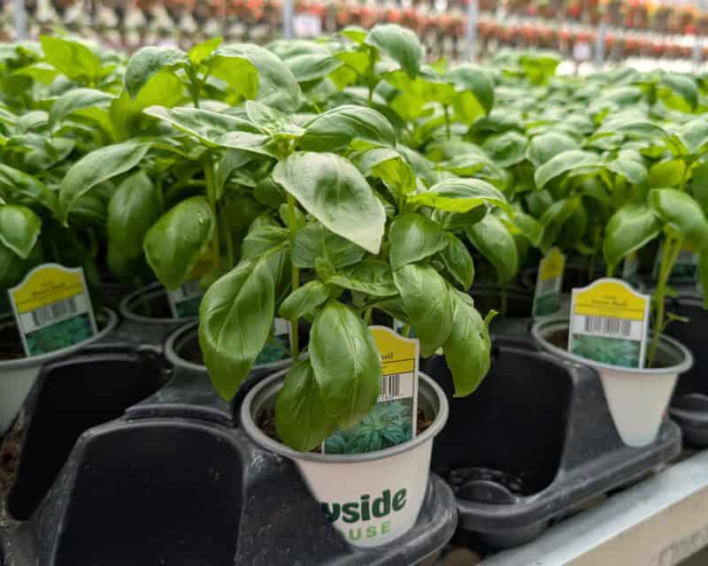 Basil at Countryside Greenhouse