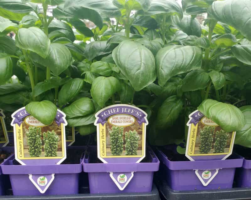 Basil Everleaf Emerald Towers at Countryside Greenhouse
