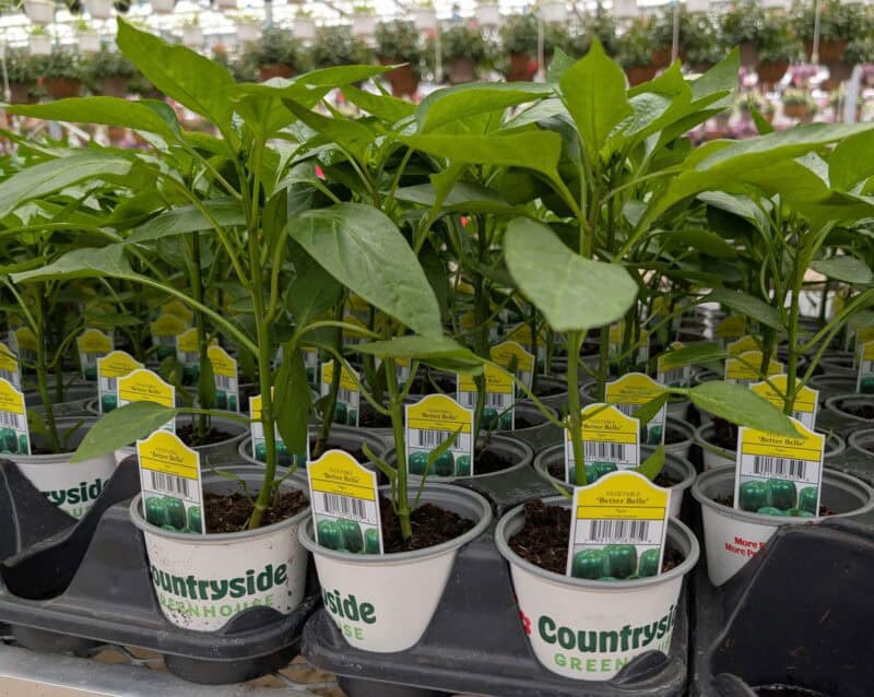 Better Belle Pepper Plant at Countryside Greenhouse