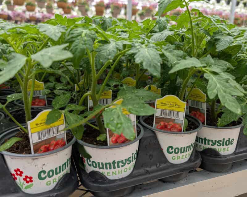 Better Boy Plus Tomato at Countryside Greenhouse