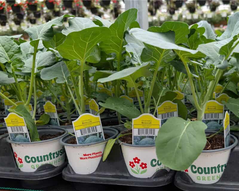 Broccoli Plant at Countryside Greenhouse