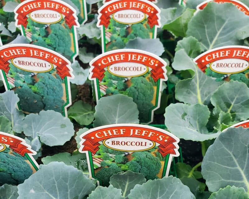 Broccoli at Countryside Greenhouse