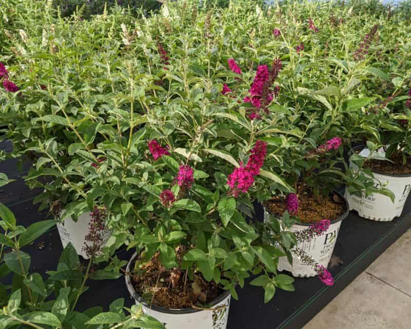 Butterfly Bush at Countryside Greenhouse