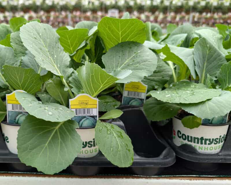 Cabbage Plant at Countryside Greenhouse