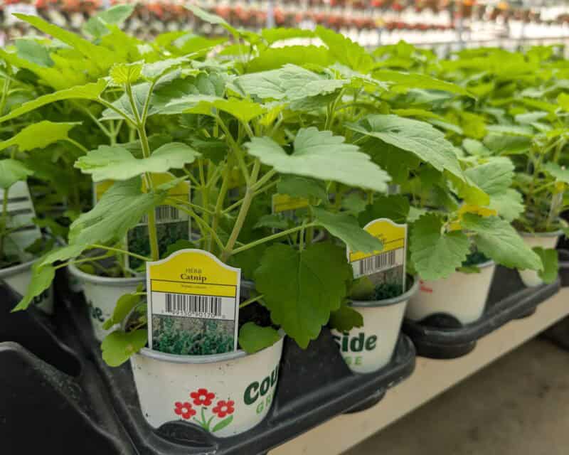 Catnip at Countryside Greenhouse