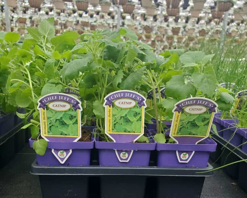 Catnip at Countryside Greenhouse