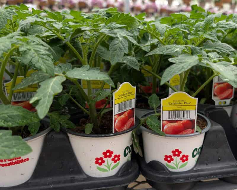 Celebrity Plus Tomato Plant at Countryside Greenhouse
