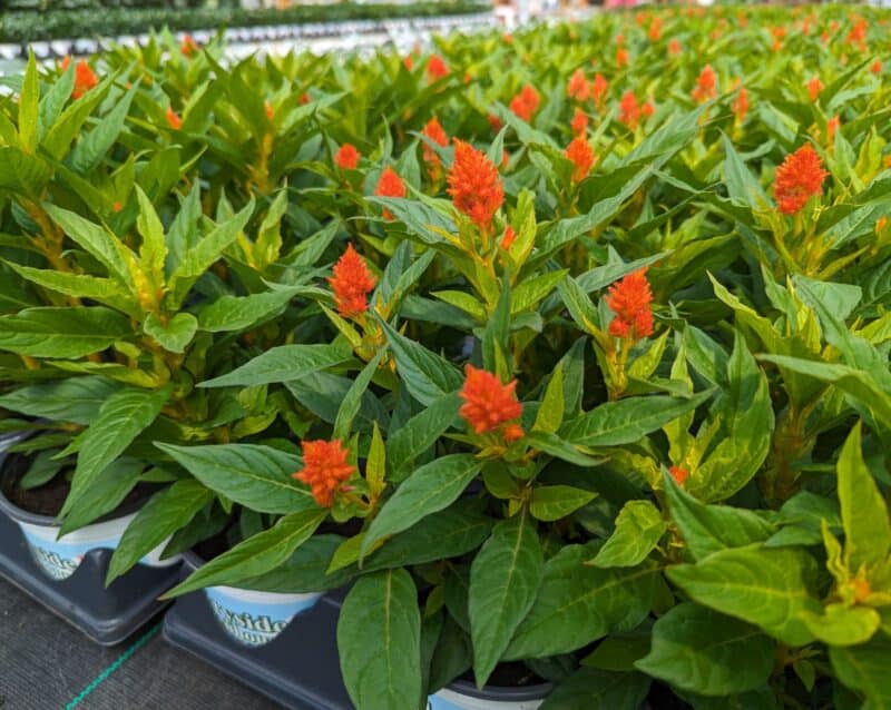 Small Potted Celosia at Countryside Greenhouse