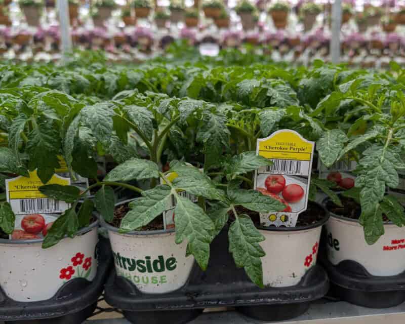 Cherokee Purple Tomato Plant at Countryside Greenhouse