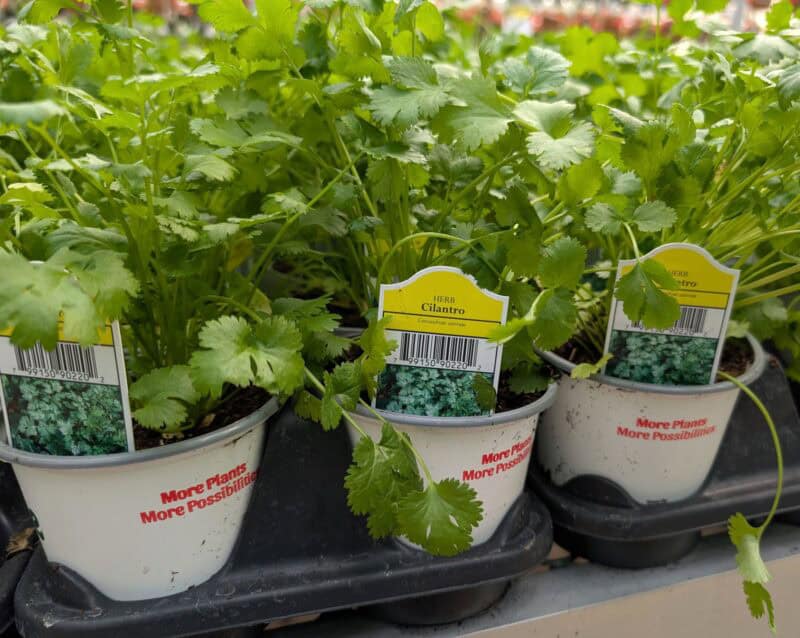 Cilantro at Countryside Greenhouse