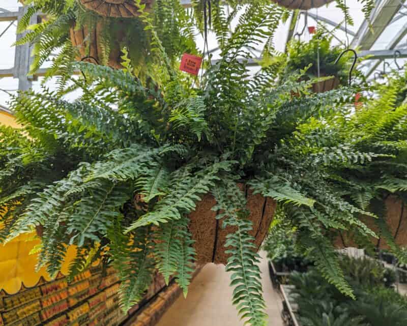 14" Coco Moss Boston Fern Baskets at Countryside Greenhouse