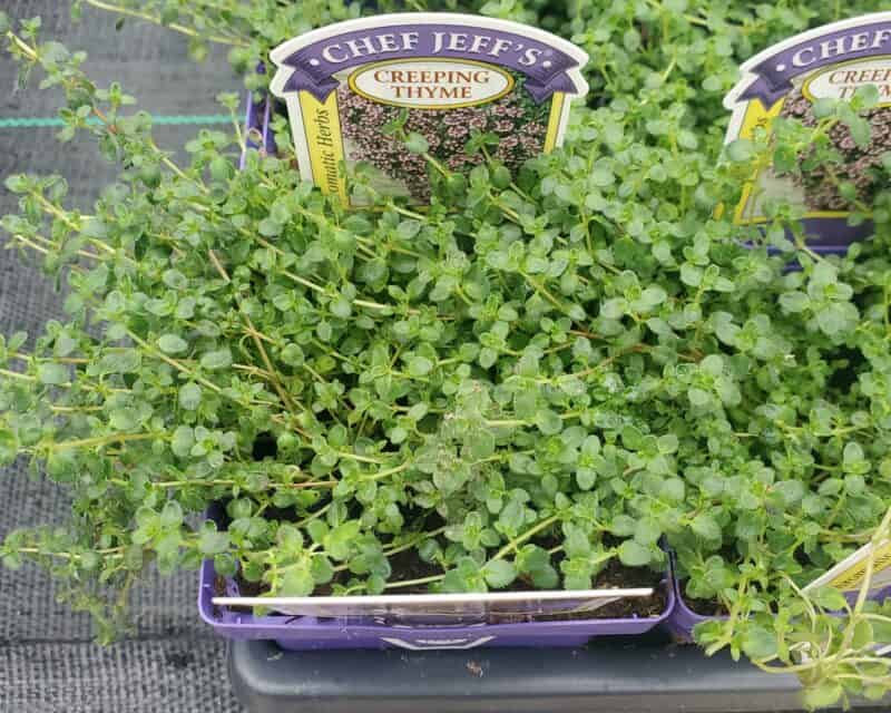 Creeping Thyme at Countryside Greenhouse