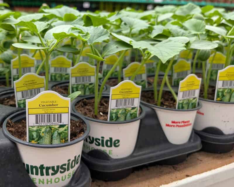Cucumber Plant at Countryside Greenhouse