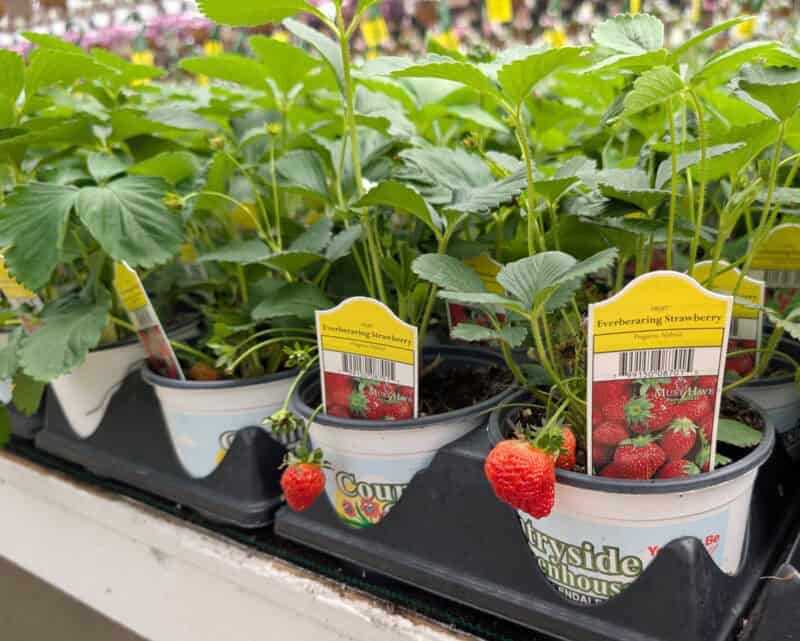 Everbearing Strawberry Plant at Countryside Greenhouse