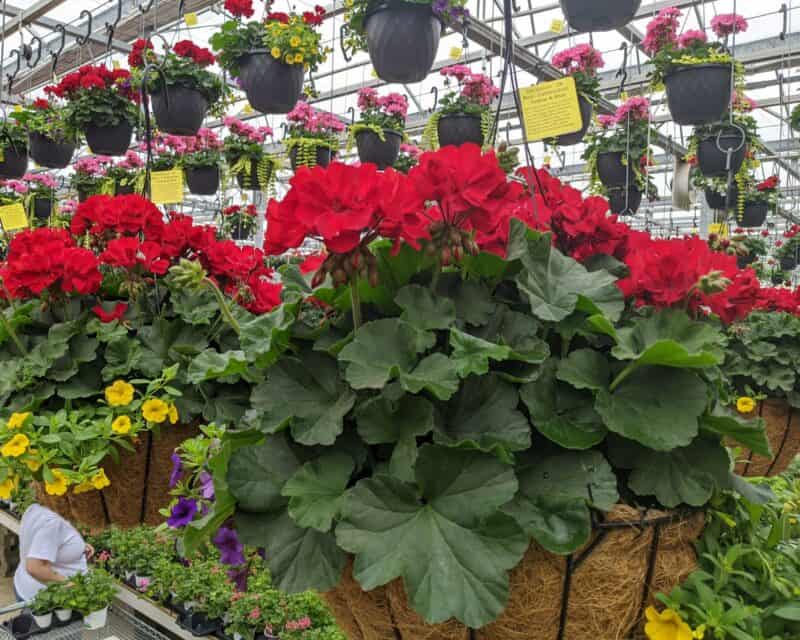 Hanging baskets at Countryside Greenhouse