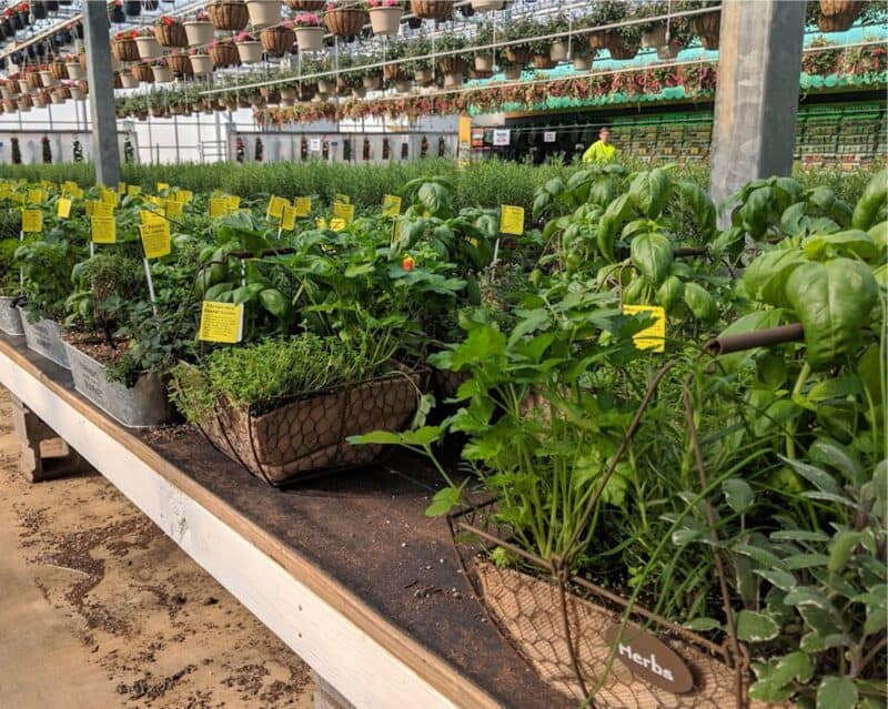 Herbs at Countryside Greenhouse