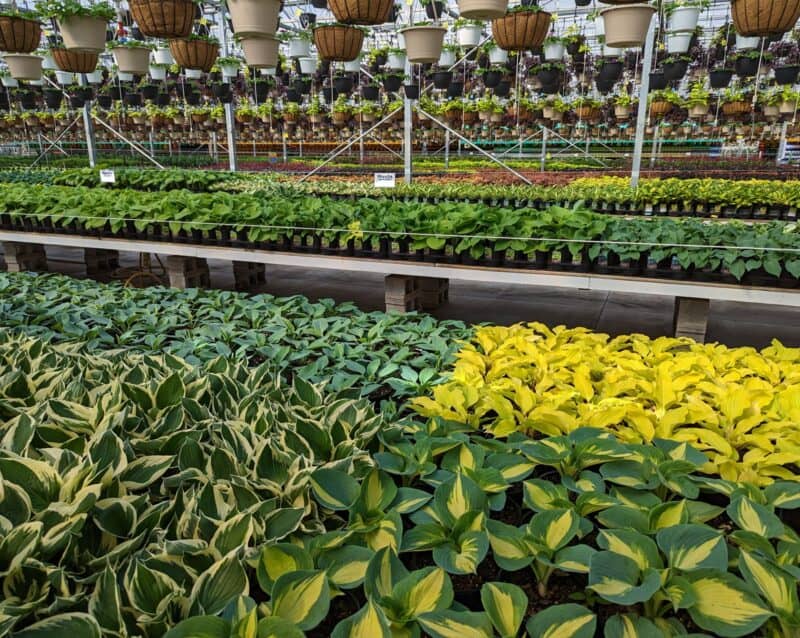 Hostas at Countryside Greenhouse