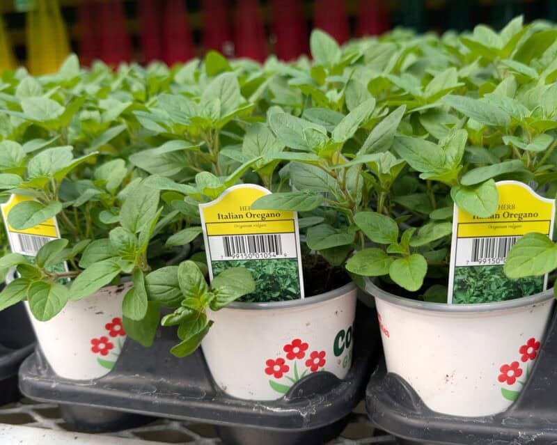 Italian Oregano at Countryside Greenhouse