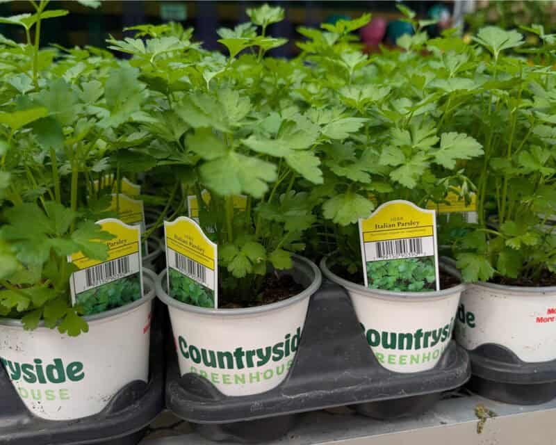 Italian Parsley at Countryside Greenhouse