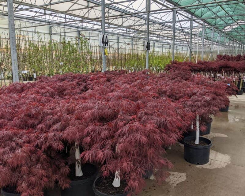 Japanese Maples at Countryside Greenhouse