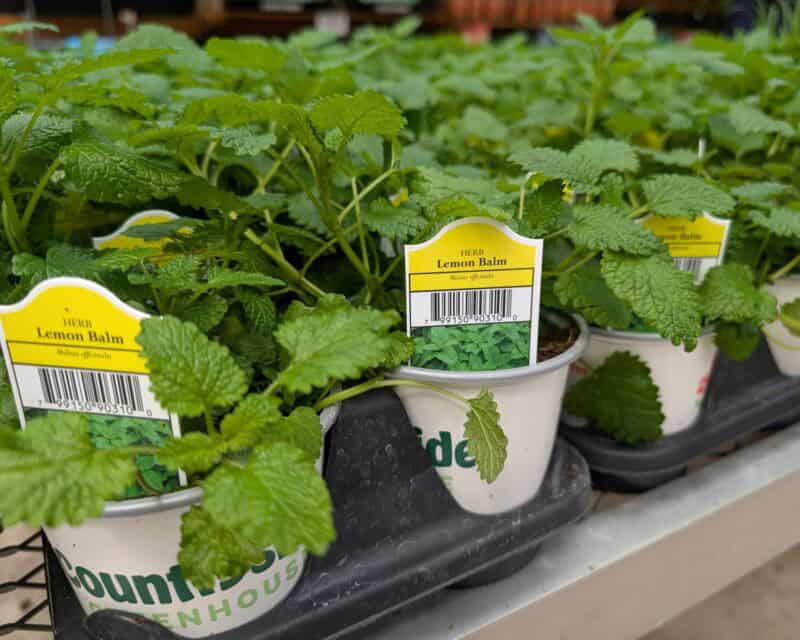 Lemon Balm at Countryside Greenhouse
