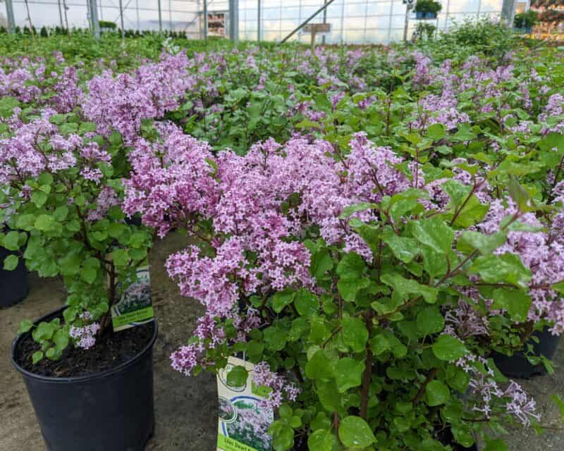 Lilacs at Countryside Greenhouse
