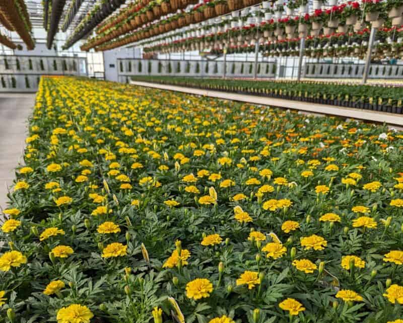 Marigold Six Pack at Countryside Greenhouse