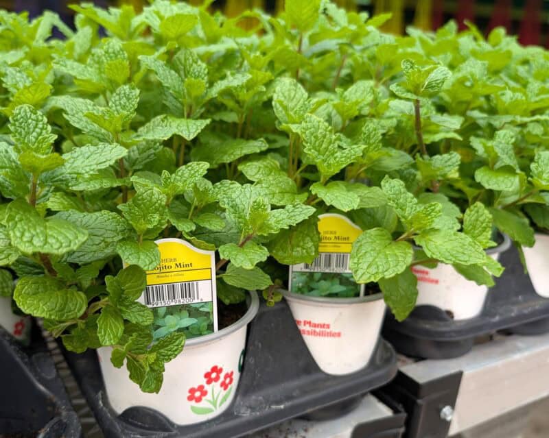Mojito Mint at Countryside Greenhouse