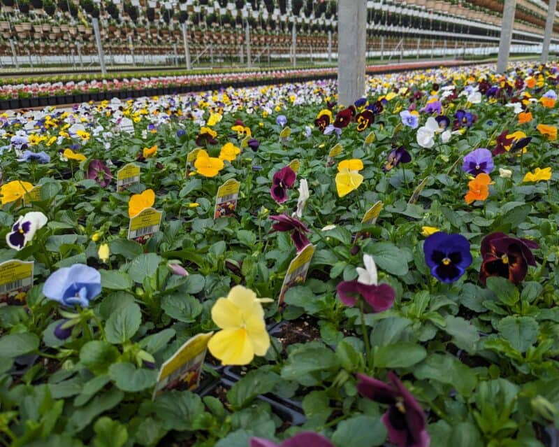 Pansy and Viola Six Packs at Countryside Greenhouse