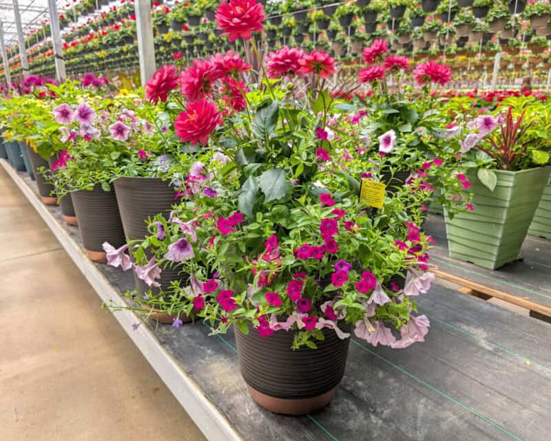 Patio Planters at Countryside Greenhouse