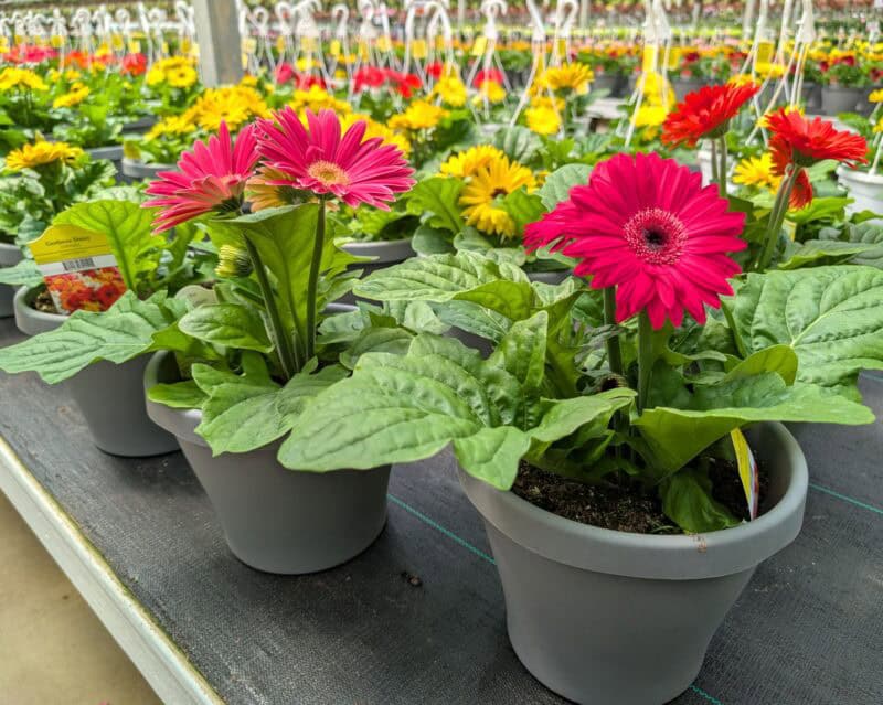 Patio Planters at Countryside Greenhouse