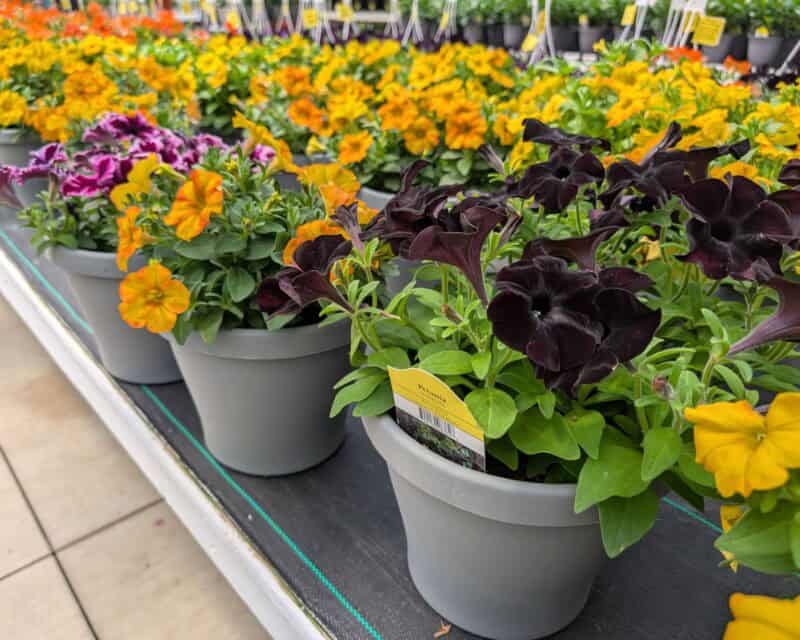 Patio Planters at Countryside Greenhouse
