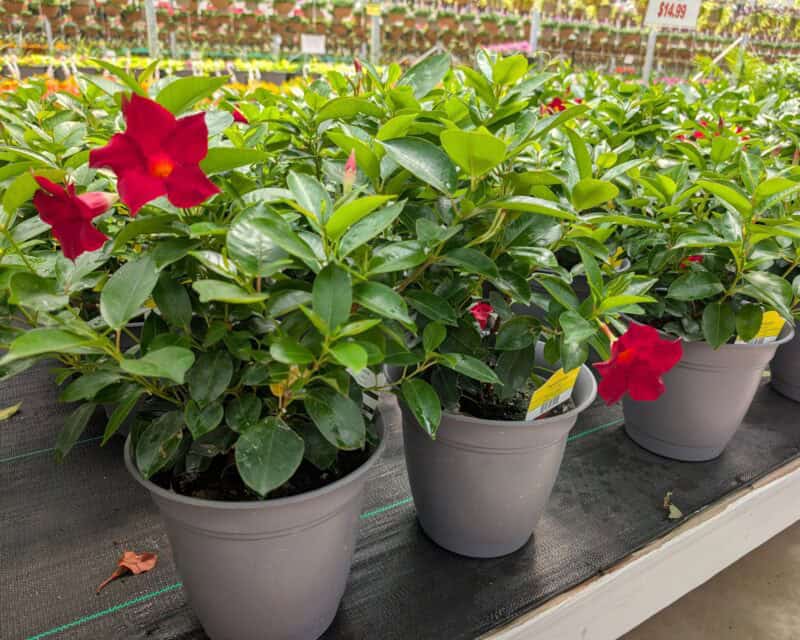 Patio Planters at Countryside Greenhouse