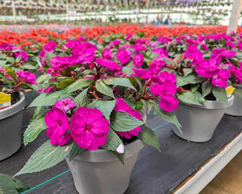 Patio Planters at Countryside Greenhouse