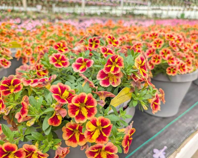 Patio Planters at Countryside Greenhouse
