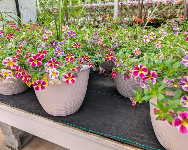 Patio Planters at Countryside Greenhouse