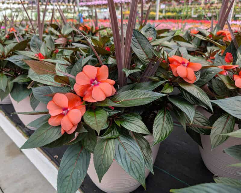 Patio Planters at Countryside Greenhouse
