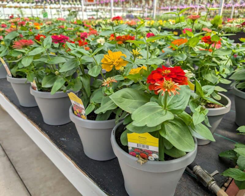 Patio Planters at Countryside Greenhouse