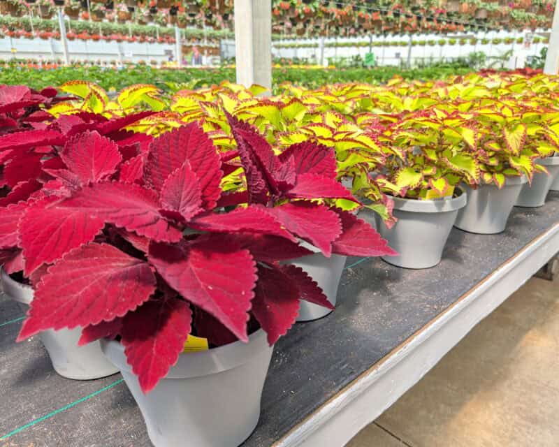 Patio Planters at Countryside Greenhouse