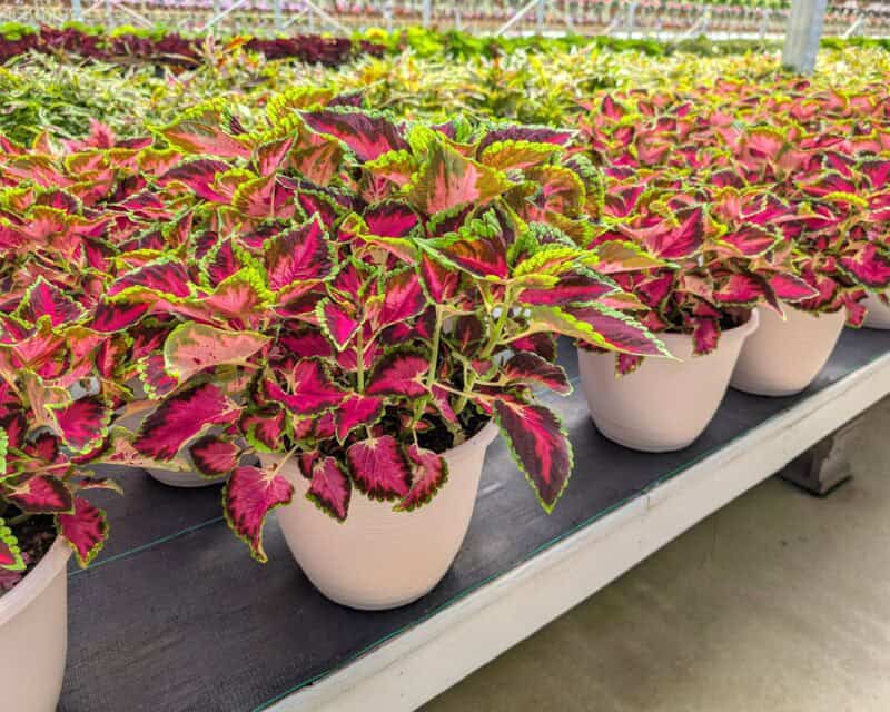 Patio Planters at Countryside Greenhouse