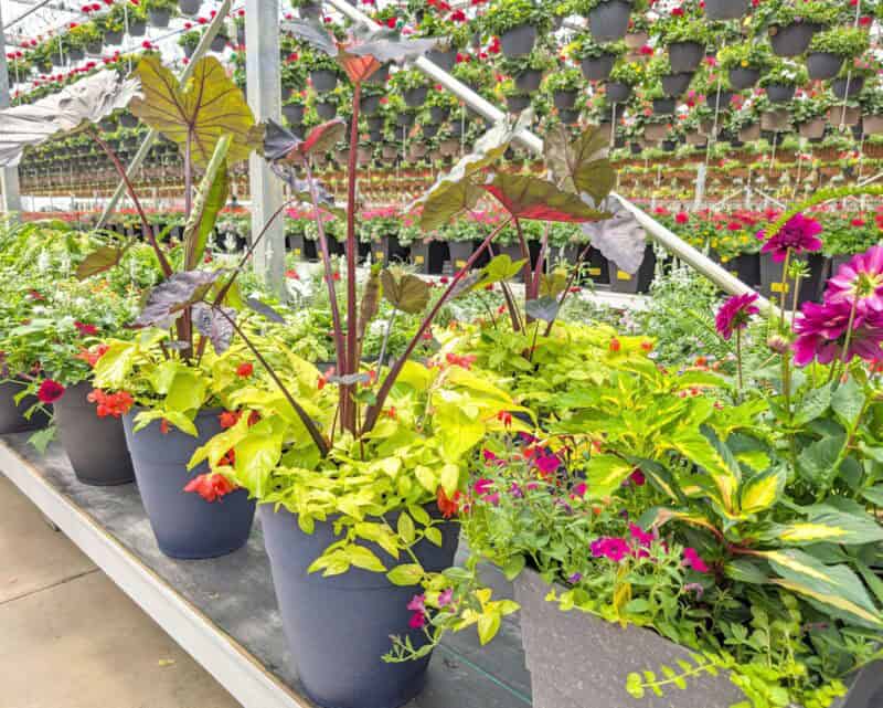 Patio Planters at Countryside Greenhouse