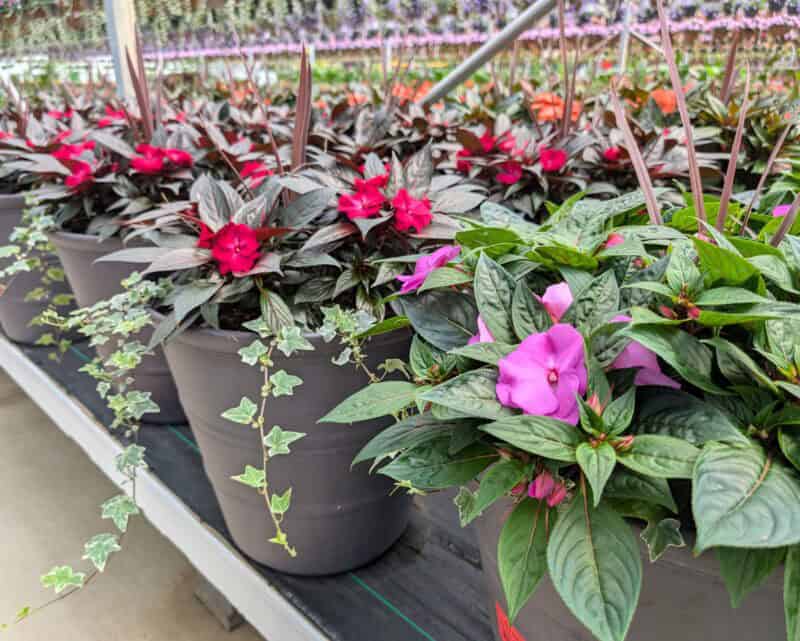 Patio Planters at Countryside Greenhouse