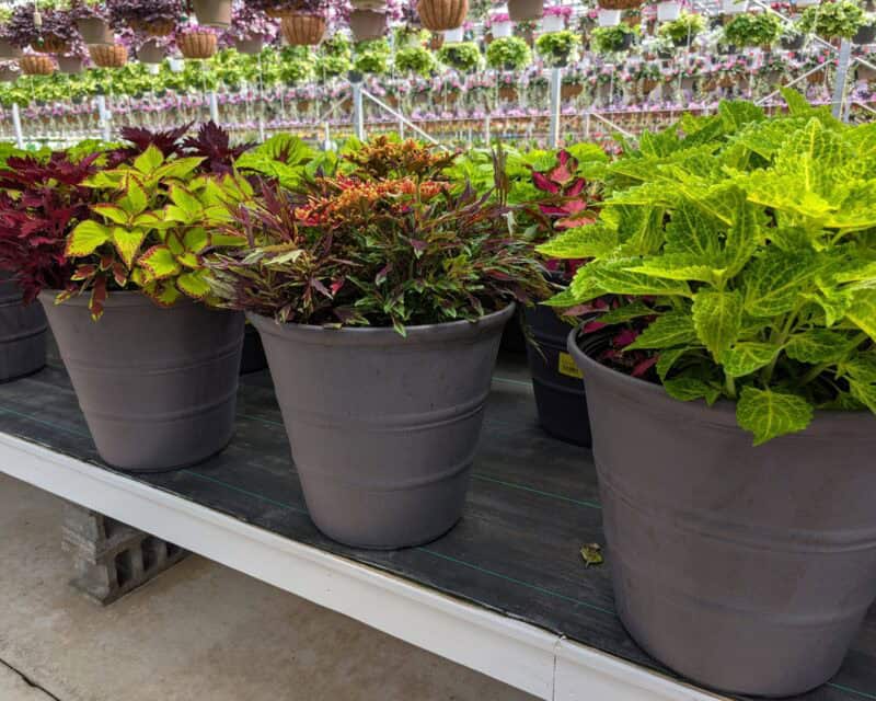 Patio Planters at Countryside Greenhouse
