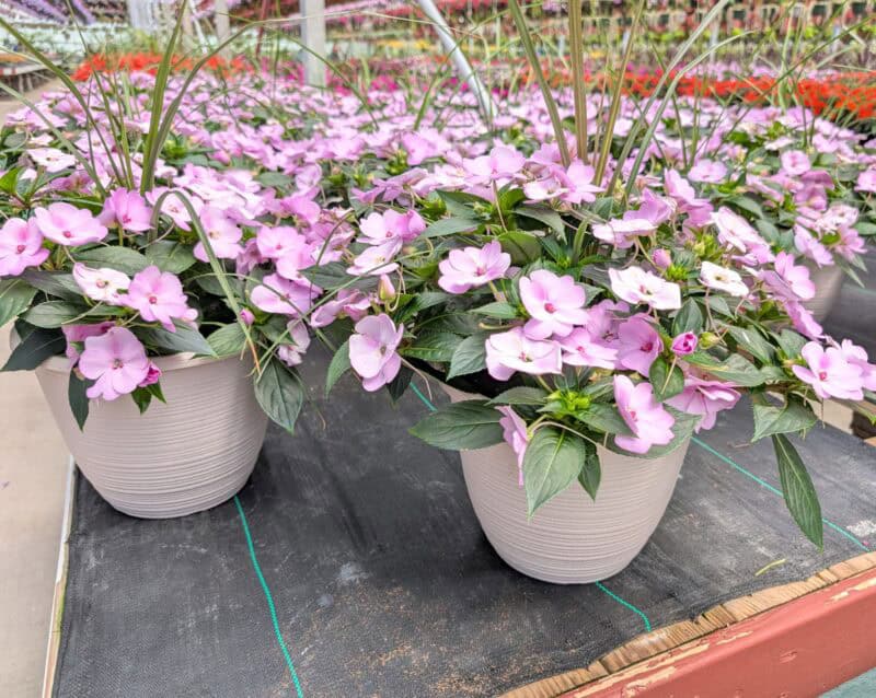 Patio Planters at Countryside Greenhouse
