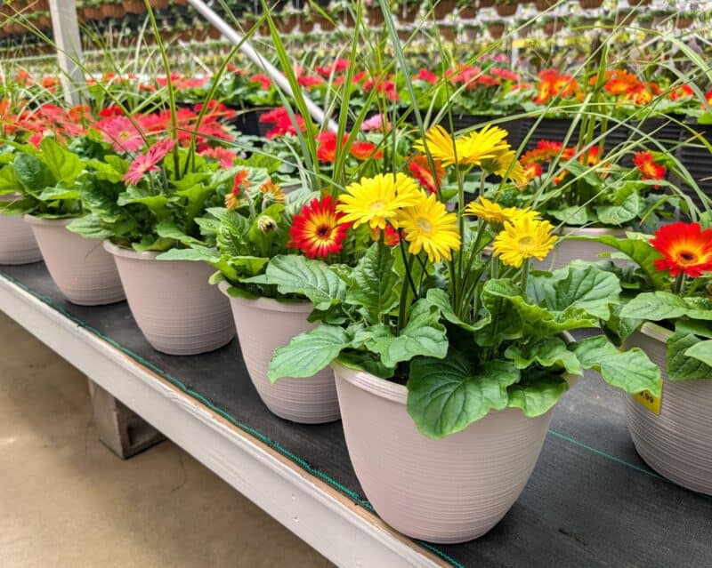 Patio Planters at Countryside Greenhouse
