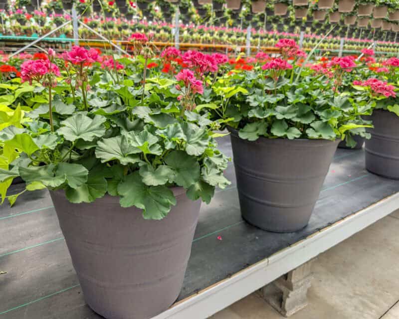Patio Planters at Countryside Greenhouse